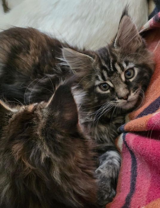 Мейнкун котята 2 месяца