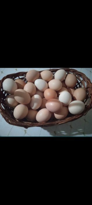 Домашние куриные яйца