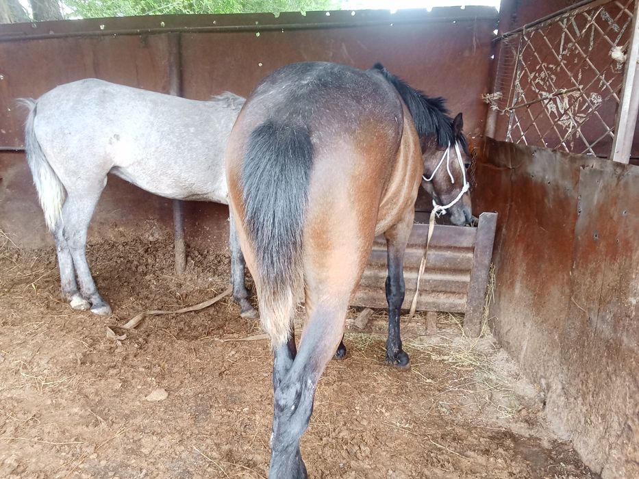 Байтал мен донен сатылады