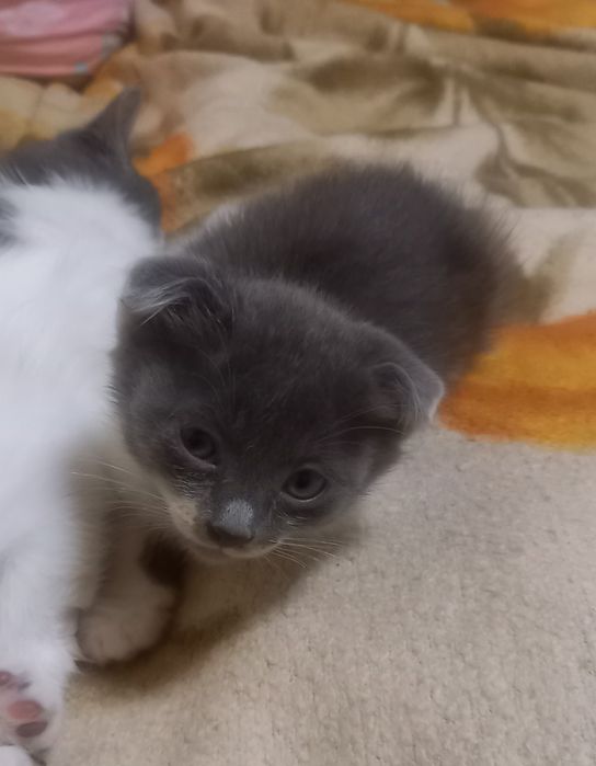 Котята 1,5 месяца