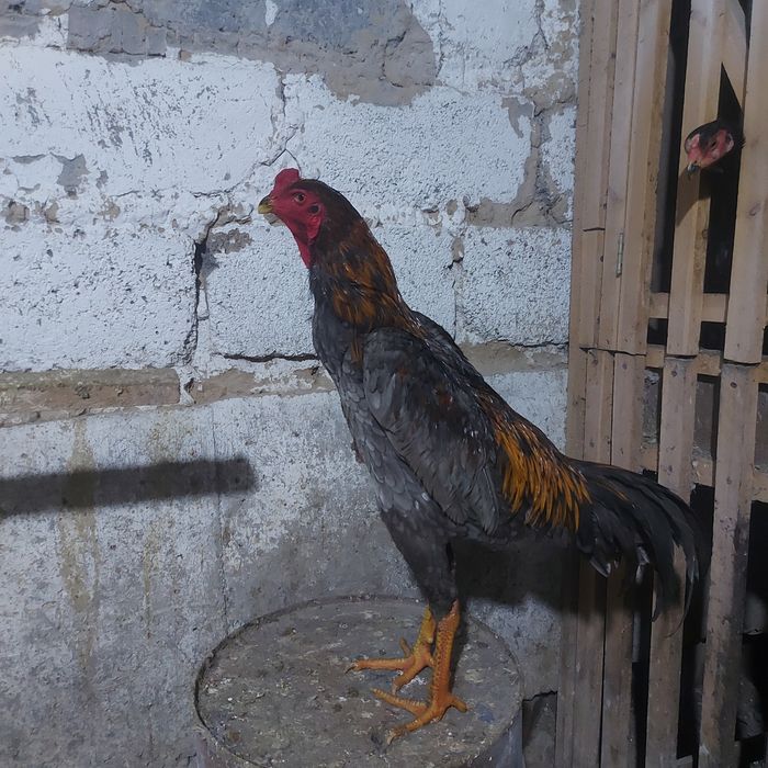 Джужа Корейц китай  июнски