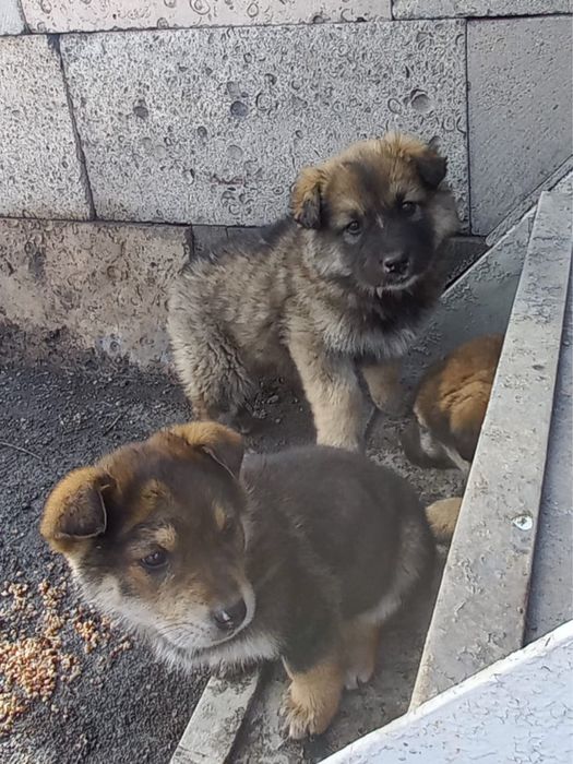 Отдам щенят в добрые руки