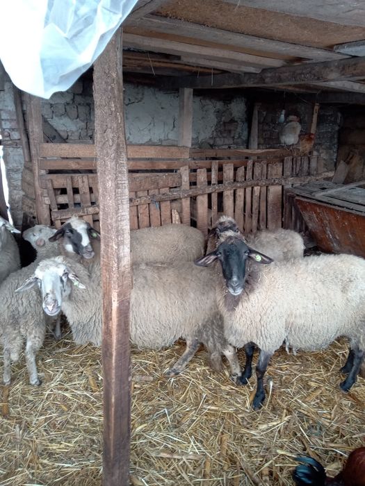 Продавам млади овце