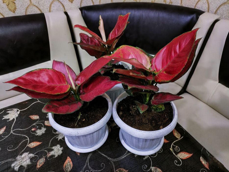 Комнатные растения, доставка