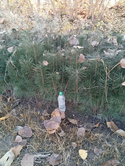 Сосна крымская 20-30  голубые ели