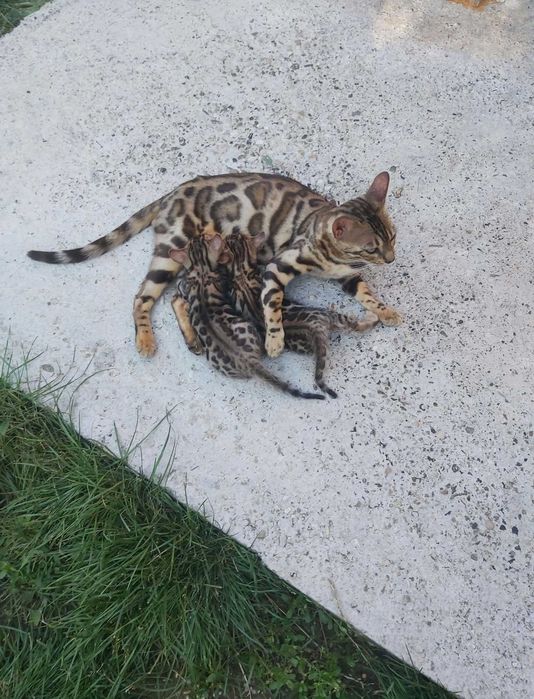 Чистокръвни Бенгалски котки