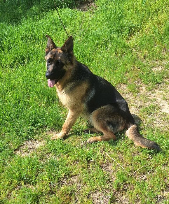 Femela ciobănesc german linie de show