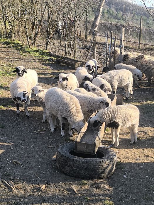 Mielute și berbecuți disponibili