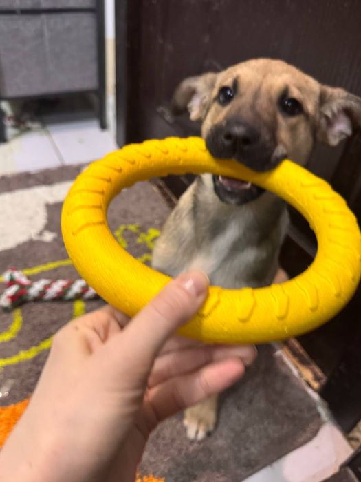 Собака  девочка щенок бесплатно даром