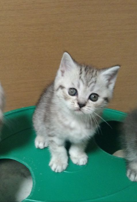 Шотландские Скоттиш страйт.