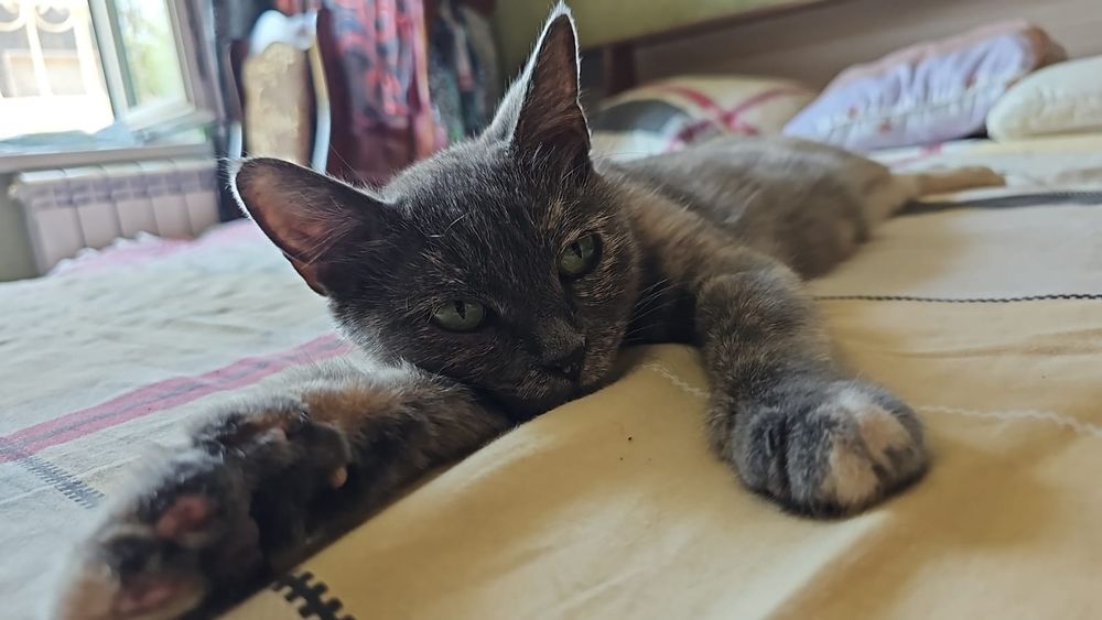 Стерилизованная кошка