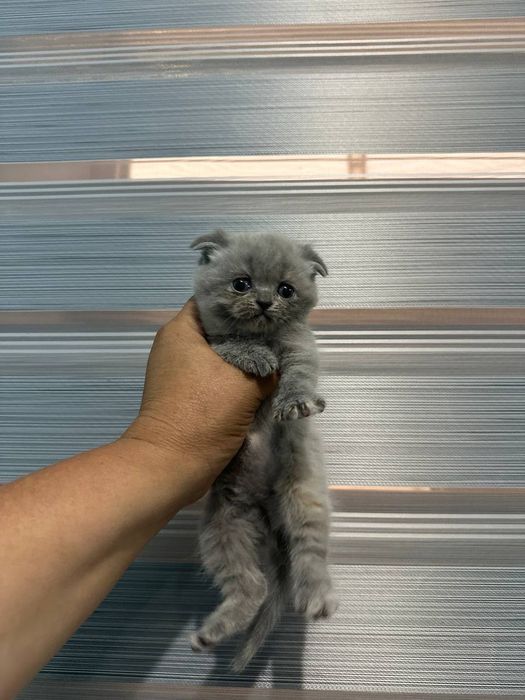 Scottish Fold mushuk