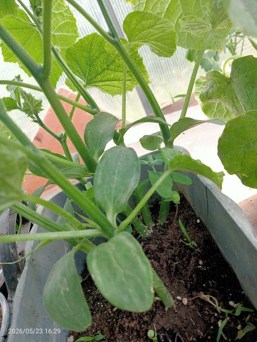 Продам рассаду огурцов