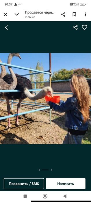 Продается .Взрослые.Африканские .Страус