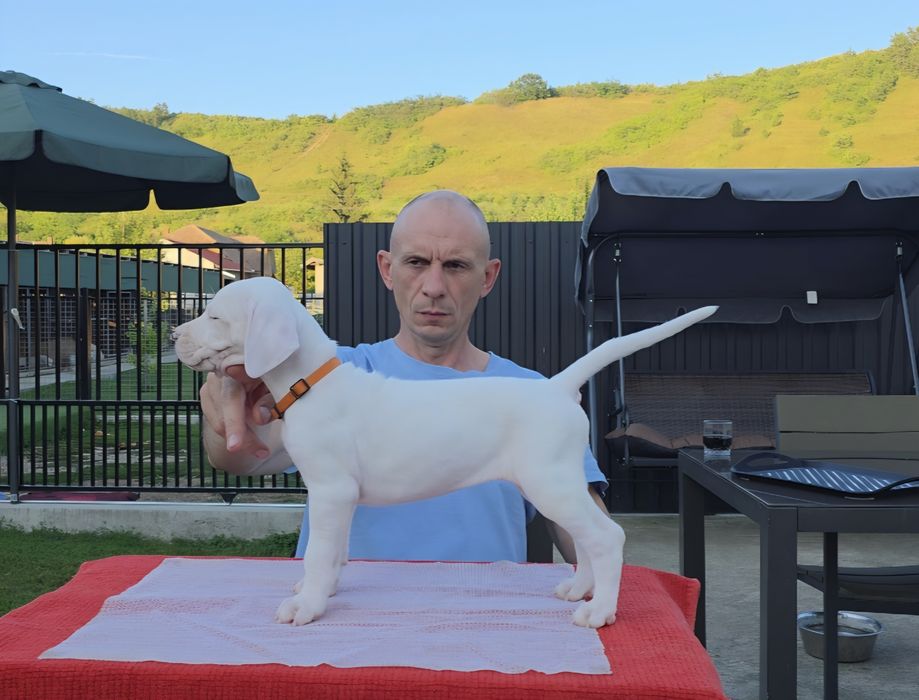 Dogo argentino/Dog argentinian