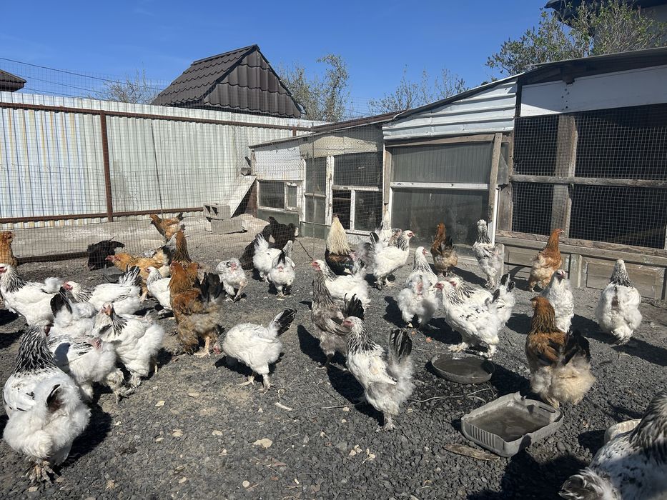 Инкубационные яйца