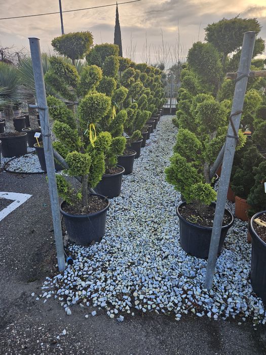 Maslin leilandy phoetinia eonymous Camelia spirale ponpon