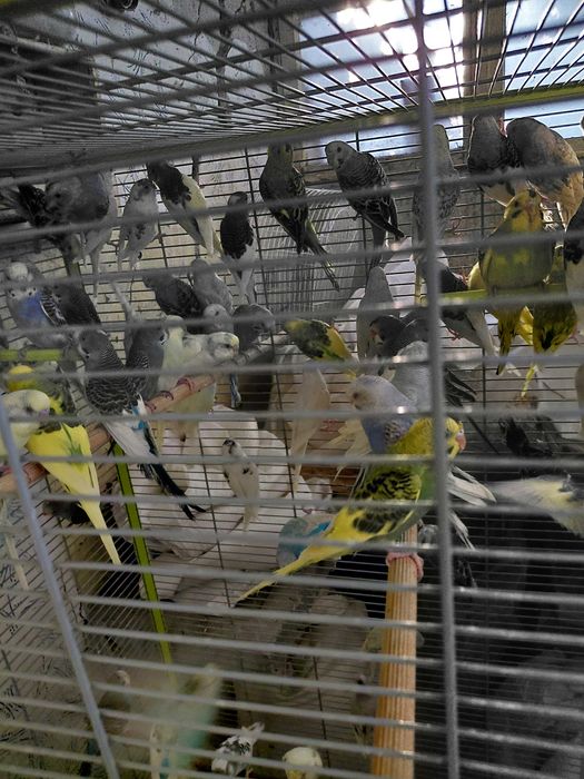 Вълнисти папагали на едро и дребно