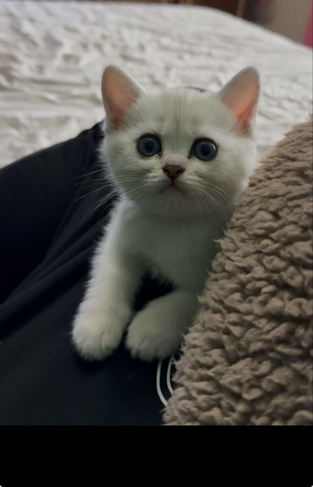 Британски сребърни котенца