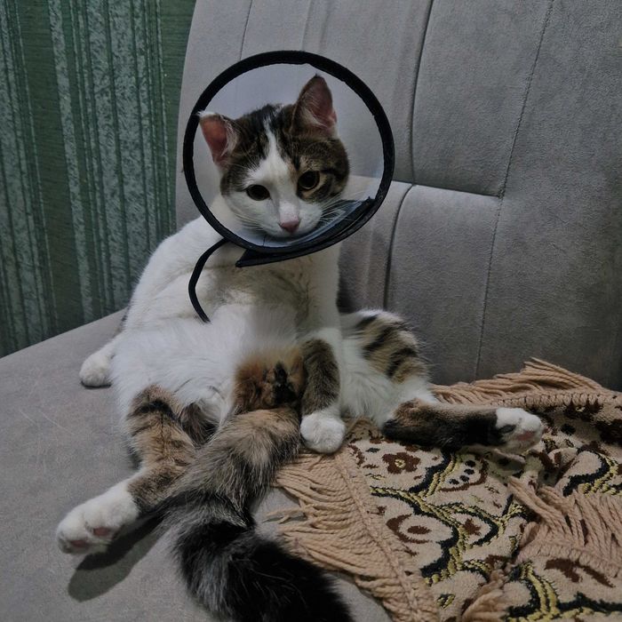 Кот кастрированный бесплатно