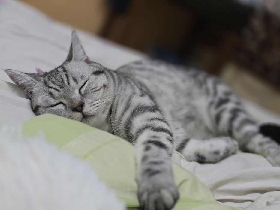 Продам Британского кота