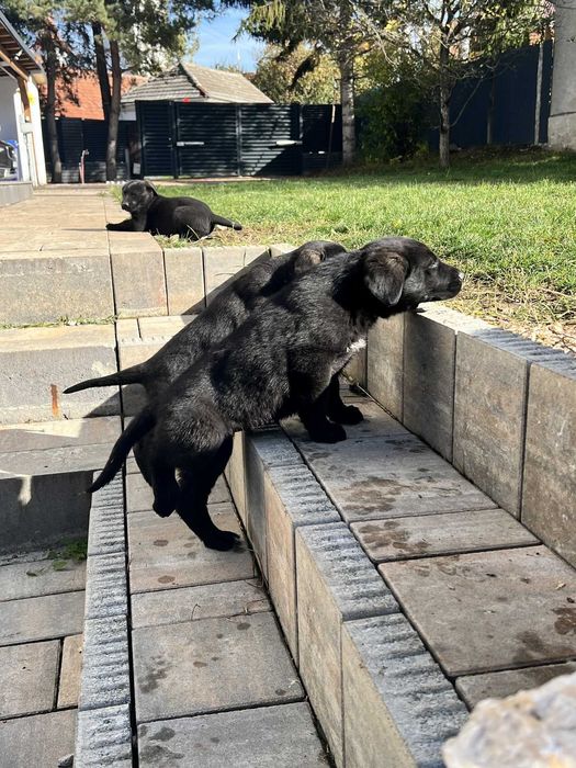 Adoptie: pui ciobanesc german 2 luni Brasov, Bucuresti, Sibiu