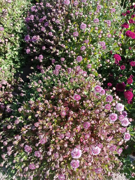 Распродажа Хризантема, хризантемы мультифлора