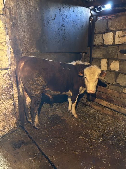 Быки откорм через веса