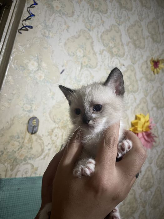 Продается котята