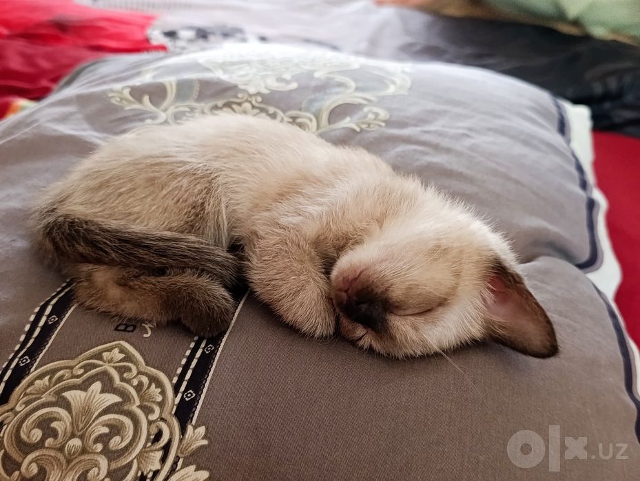 Срочно . Сиамкий котенок
