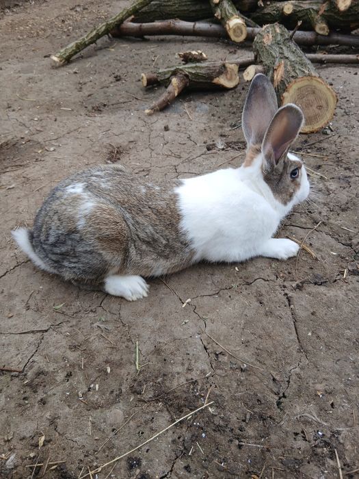 De vânzare hycole francez