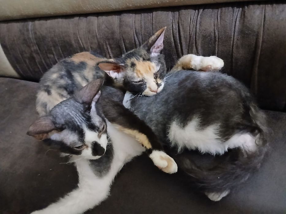 Котята сфинкс Браш