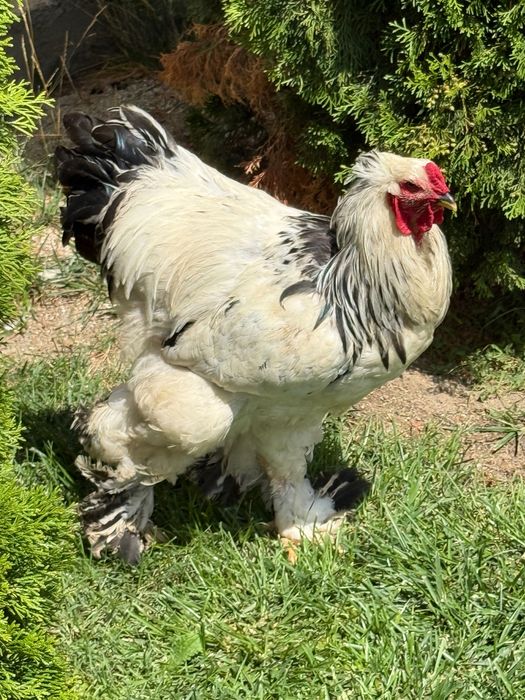 Cocoși brahma hd și potârnichiu