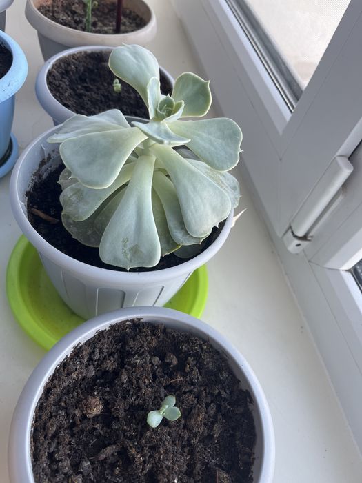 Продам цветок Эхиверия