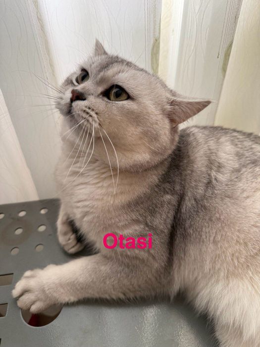 Skotsh strayt ikki oylik latok biladi ovqat yeydi juda aqilli