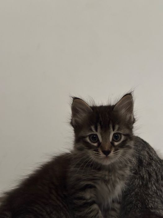 котенки скотиш страйт