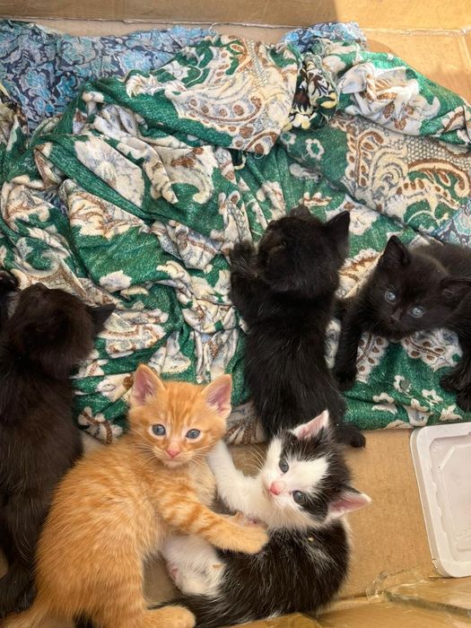 Отдам котят в добрые руки