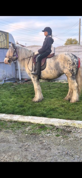 Gipsy gestanta pt hipoterapie si echitatie