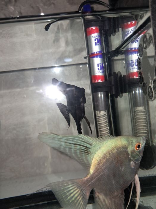 Скалярия платинум и черная