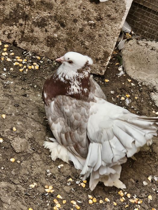 Vând porumbei diferite rase ornament