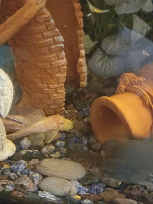 Анциструсы взрослые, сомики, рыбки