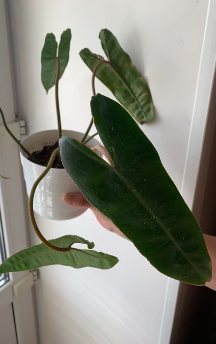 Продам комнатные цветы