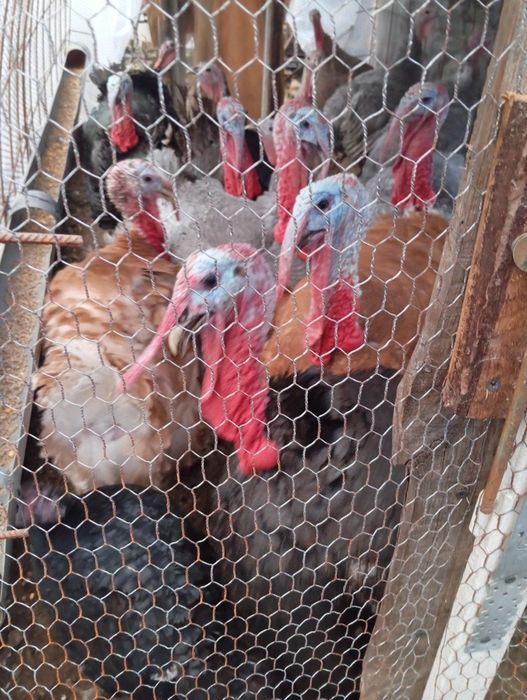 Пуяци селски продава