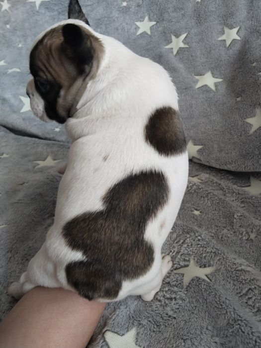 Продам французских бульдожек