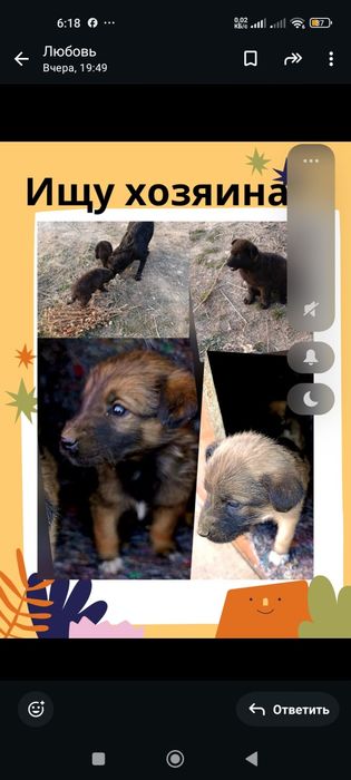 Бездомные щенки в добрые руки