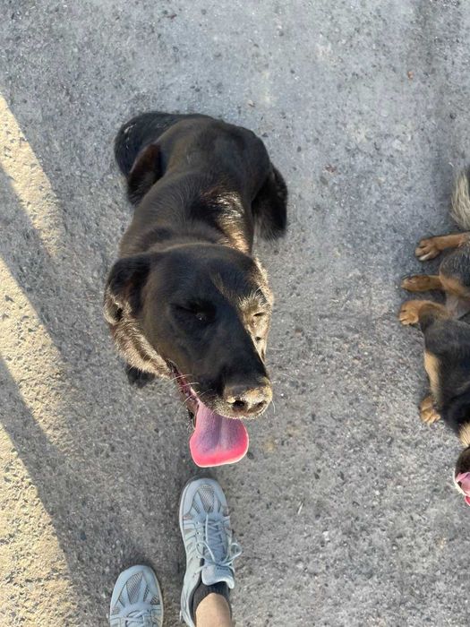 Пристраивается собака в добрые руки ( ТОЛЬКО ОТВЕТСТВЕННЫМ )