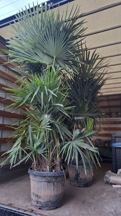 Палма Трахикарпус