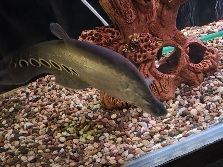 Akvarium baliqlari sotiladi.