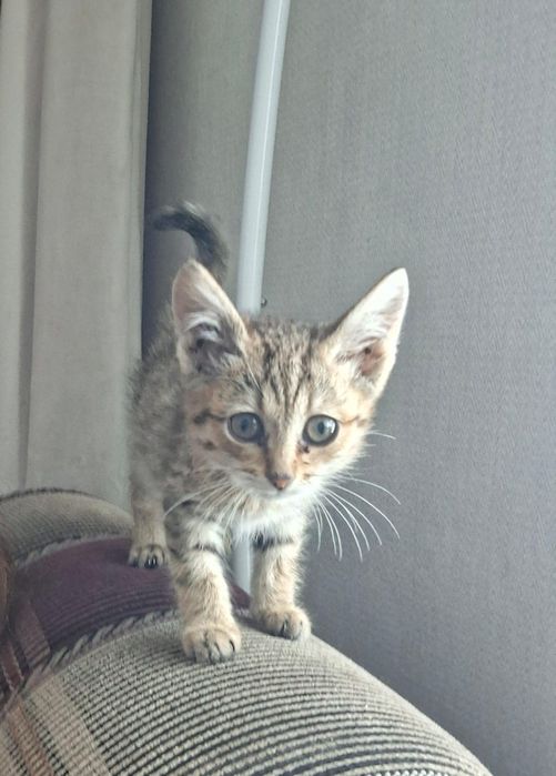 Котенок 3 месяца