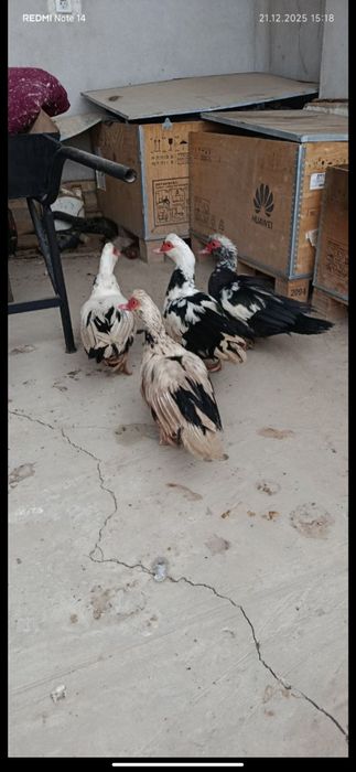 Индушка сотилади